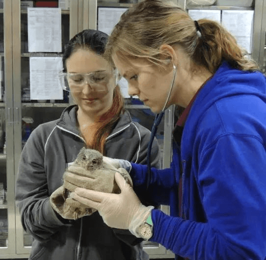 Students learning to care for wildlife with a supervisor
